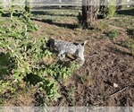 Small #10 German Shorthaired Pointer