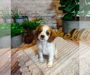 Cavalier King Charles Spaniel Puppy for sale in WEBB CITY, MO, USA