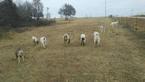 Small #9 Anatolian Shepherd-Great Pyrenees Mix