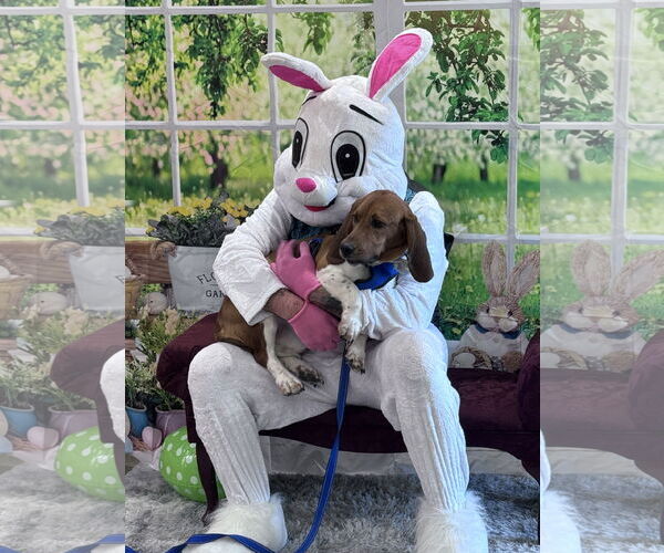 Medium Photo #5 Mutt Puppy For Sale in Brookville, OH, USA