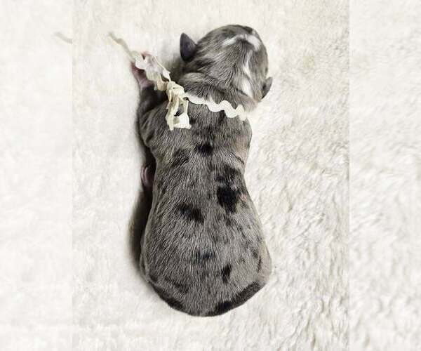 Medium Photo #23 Alapaha Blue Blood Bulldog Puppy For Sale in SHELOCTA, PA, USA