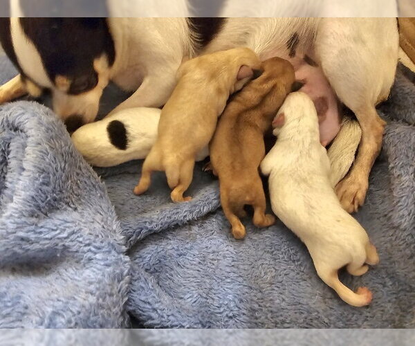 Medium Photo #4 Chihuahua-Unknown Mix Puppy For Sale in Olalla, WA, USA