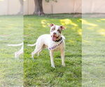 Small #8 American Pit Bull Terrier Mix