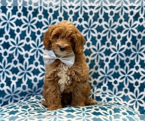 Cocker Spaniel-Poodle (Miniature) Mix Puppy for sale in LAKELAND, FL, USA