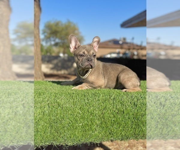 Medium Photo #1 French Bulldog Puppy For Sale in SAN FRANCISCO, CA, USA