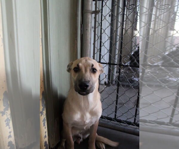 Medium Photo #1 Mutt Puppy For Sale in El Centro, CA, USA