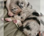 Image preview for Ad Listing. Nickname: Litter of 9