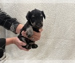Small #6 Schnauzer (Miniature)
