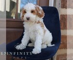Small Photo #2 Goldendoodle Puppy For Sale in NARVON, PA, USA