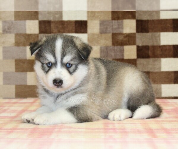 Medium Photo #2 Pomsky Puppy For Sale in DENVER, PA, USA