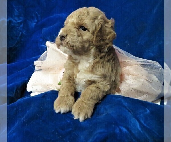 Medium Photo #15 Goldendoodle (Miniature) Puppy For Sale in GROVESPRING, MO, USA