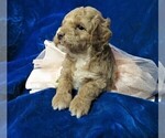 Small Photo #15 Goldendoodle (Miniature) Puppy For Sale in GROVESPRING, MO, USA