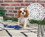Small #5 Cavalier King Charles Spaniel