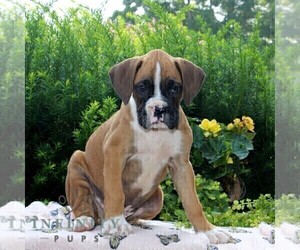 Boxer Puppy for sale in QUARRYVILLE, PA, USA