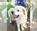 Small #3 Great Pyrenees