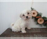Puppy Falisha Maltipoo (Miniature)