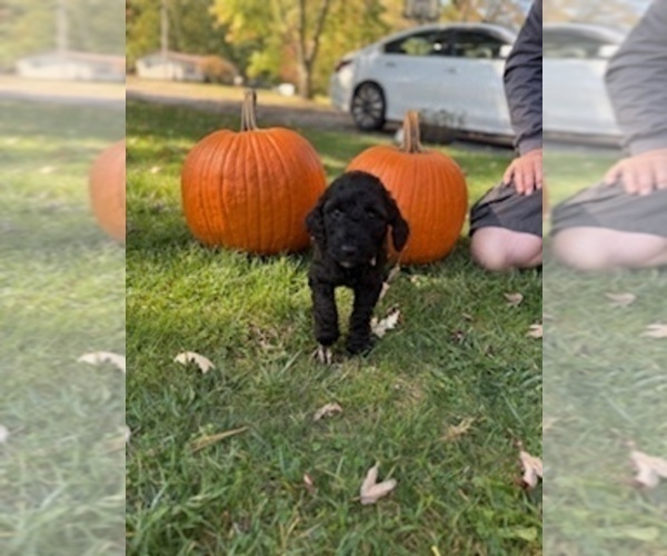 Medium Photo #5 Poodle (Standard) Puppy For Sale in BEAVER, WV, USA