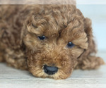 Small #11 Cavapoo