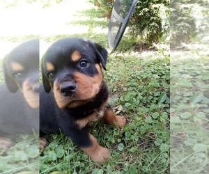 Rottweiler Puppy for sale in DECKERVILLE, MI, USA