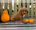 Small Photo #2 Cavalier King Charles Spaniel-Poodle (Toy) Mix Puppy For Sale in CLARE, IL, USA