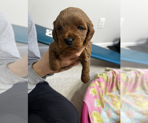 Cavapoo (Miniature) Puppy for sale in KALAMAZOO, MI, USA