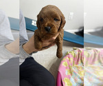 Image preview for Ad Listing. Nickname: Puppy 3