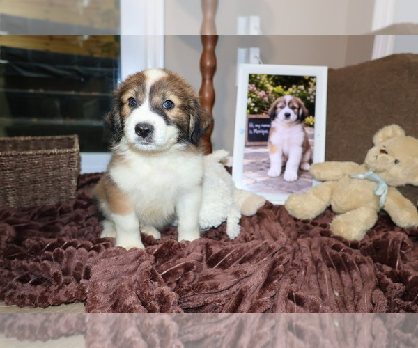 Medium Photo #2 Aussie Pyrenees Puppy For Sale in LEXINGTON, SC, USA