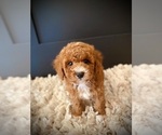 Small #1 Poodle (Miniature)