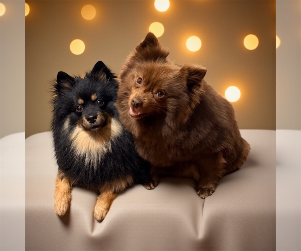 Medium Photo #1 Pomeranian Puppy For Sale in JOLIET, IL, USA