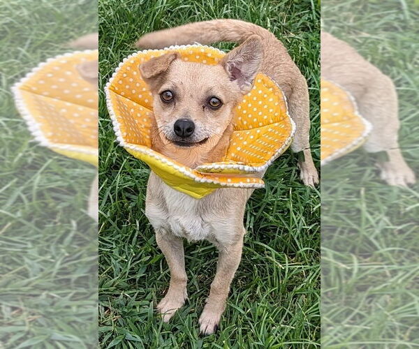 Medium Photo #1 Chihuahua-Unknown Mix Puppy For Sale in San Bernardino, CA, USA