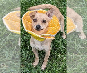 Chihuahua-Unknown Mix Dogs for adoption in San Bernardino, CA, USA