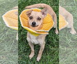 Small Chihuahua Mix