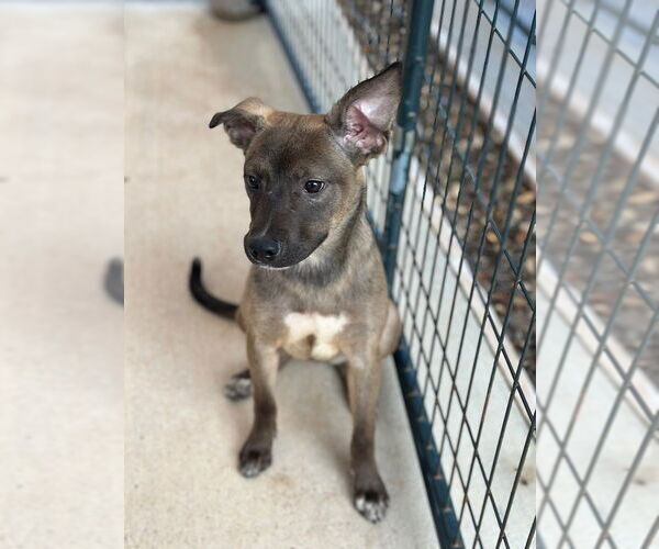 Medium Photo #2 Mutt Puppy For Sale in Oak Bluffs, MA, USA