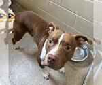 Small American Pit Bull Terrier