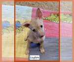 Layton - Male Chihuahua-Unknown Mix Dog for Adoption - Small photo