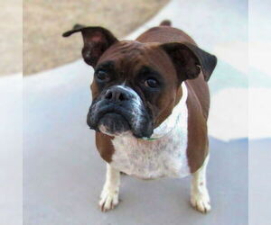 Boxer Dogs for adoption in Vail, AZ, USA
