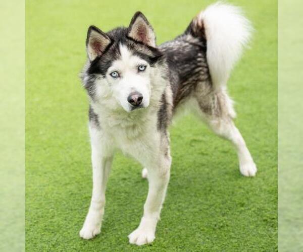 Medium Photo #2 Siberian Husky Puppy For Sale in Camarillo, CA, USA