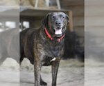 Small Plott Hound Mix