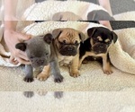 Small French Bulldog