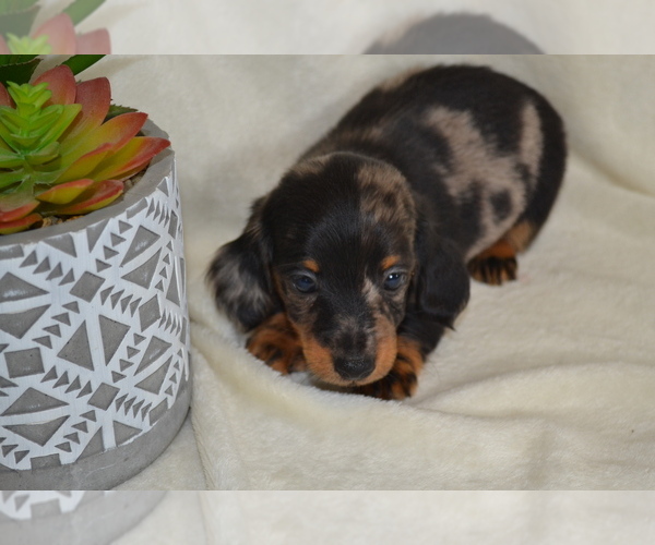 Medium Photo #1 Dachshund Puppy For Sale in GREENWOOD, WI, USA