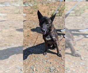 German Shepherd Dog-Unknown Mix Dogs for adoption in Jackson, CA, USA