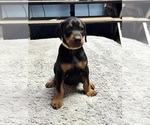 Puppy Blossom Doberman Pinscher