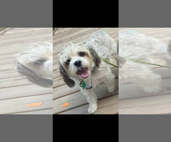 Medium Photo #3 Shih Tzu Puppy For Sale in Harrisburg, PA, USA