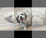 Small #2 Shih Tzu