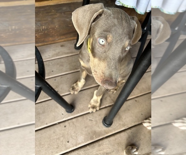 Medium Photo #2 Doberman Pinscher Puppy For Sale in VALLEY, WA, USA