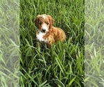Small Photo #9 Goldendoodle Puppy For Sale in WINTER SPRINGS, FL, USA