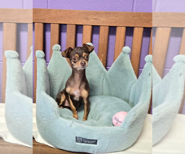 Medium Photo #2 Chihuahua-Unknown Mix Puppy For Sale in Genesee, WI, USA