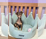 Small #1 Chihuahua Mix
