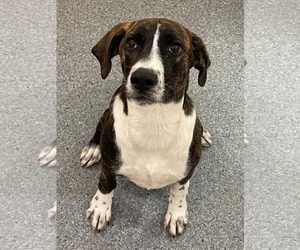 Mutt Dogs for adoption in Low Moor, VA, USA