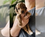 Small #5 Poodle (Toy)